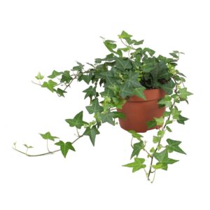 Hedera Anna Hedera helix Anna
(8 Plants/Order)(13cmP 30cmH)