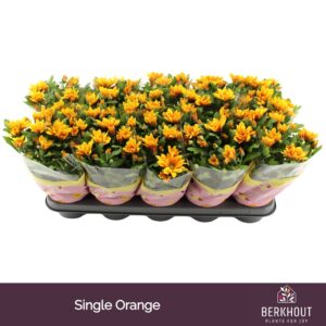 Chrysanthemum Heat
(10 Plants/Order)(12cmP 26cmH)
