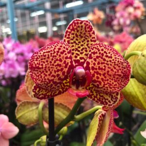 Phalaenopsis Multiflora Phalaenopsis multiflora 1 spike Yellow leopard (Scenza)
(10 Plants/Order)(12cmP 40cmH)