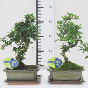 Bonsai Carmona macrophylla, 20cm., shape, with drip tray
(6 Plants/Order)(20cmP 35cmH)