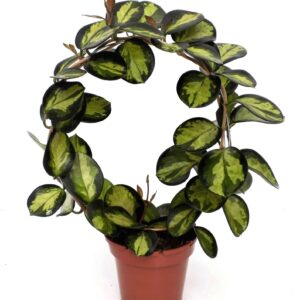 Hoya australis Hoya" Lisa" Boog
(6 Plants/Order)(12cmP 45cmH)