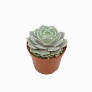 Echeveria Echeveria lola 8,5 cm
(12 Plants/Order)(8.5cmP 10cmH)