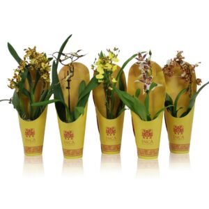 Orchideeen Inca Orchid Sunny Glow mix 1 spike incl. cascade 9 cm in luxury cover
(6 Plants/Order)(9cmP 35cmH)