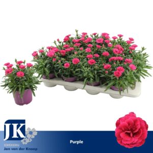 Carnation Oscar Purple Wings Carnation P12 Purple TST
(12 Plants/Order)(12cmP 22cmH)