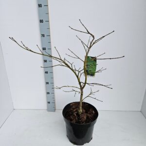 Acer palmatum Dissectum Acer palmatum 'Dissectum'
(1 Plants/Order)(26cmP 80cmH)