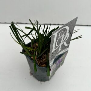 Liriope Moneymaker Liriope 'Moneymaker'
(10 Plants/Order)(13cmP 25cmH)