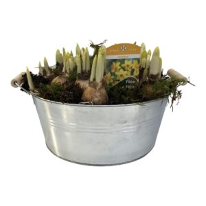Narcissus Arrangement Zinc Tete-a-Tete groot rond houten oren
(1 Plants/Order)(30cmP cmH)