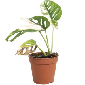 Monstera obliqua Leichtlinii Monstera Adansonii Variegata B
(8 Plants/Order)(12cmP 25cmH)