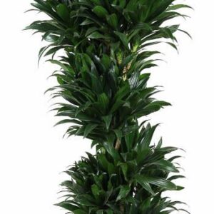 Dracaena Compacta Dracaena Compacta busch P34
(1 Plants/Order)(34cmP 150cmH)