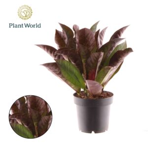Codiaeum Mrs Iceton Croton kopstek 3-5pp
(10 Plants/Order)(12cmP 30cmH)