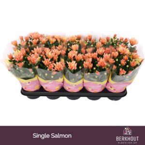 Chrysanthemum Jackson Salmon
(10 Plants/Order)(12cmP 26cmH)