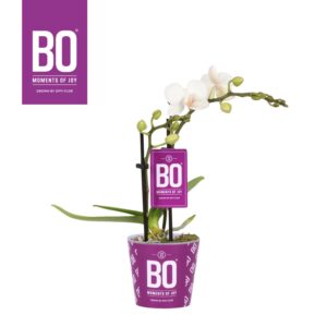 Phalaenopsis Multiflora Sweety P7 BO White 2 spike
(12 Plants/Order)(7cmP 25cmH)