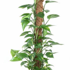 Epipremnum pinnatum mossto Epipremnum Pinnatum Mosstok P27
(1 Plants/Order)(27cmP 150cmH)