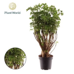 Polyscias fruticosa Polyscias Parsley Bonsai
(14 Plants/Order)(12cmP 40cmH)