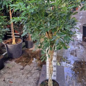 Schefflera Compacta Schefflera Compacta twister 180
(1 Plants/Order)(35cmP 180cmH)