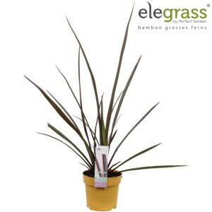 Phormium tenax Phormium 'Sundowner' P14
(6 Plants/Order)(14cmP 65cmH)