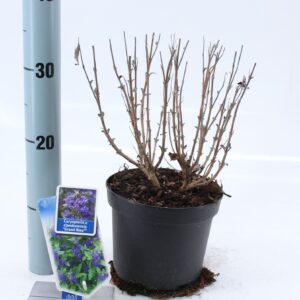 Caryopteris x clandonensis Caryopteris cland. Grand Bleu® ('Inoveris'PBR)
(1 Plants/Order)(17cmP 50cmH)