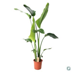 Strelitzia nicolai Strelitzia nicolai 2pp
(5 Plants/Order)(21cmP 115cmH)