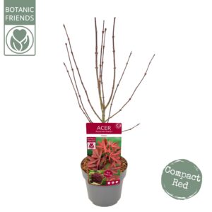 Acer palmatum Shaina Acer palm. 'Shaina'
(5 Plants/Order)(19cmP 65cmH)