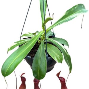 Nepenthus Nepenthes Alata Variegata
(1 Plants/Order)(20cmP 40cmH)