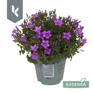 Campanula portenschlagiana Ambella Campanula Ambella Intens Purple
(15 Plants/Order)(10.5cmP 22cmH)