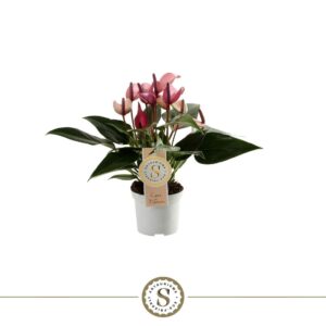 Anthurium Zizou Zizou 9cm
(12 Plants/Order)(9cmP 30cmH)