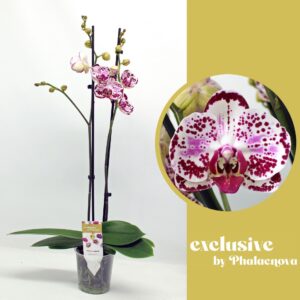 Phalaenopsis Bohemian Mondriaan Mondriaan 2-tak 70 (GROEN)
(10 Plants/Order)(12cmP 70cmH)