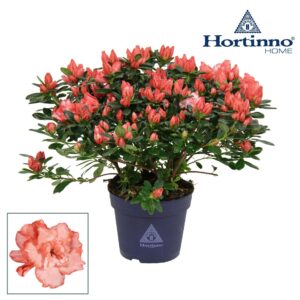 Rhododendron Hortinno Classic Bicol Hortinno® Home 'bicolor' 35 - 37 cm
(6 Plants/Order)(15cmP 35cmH)