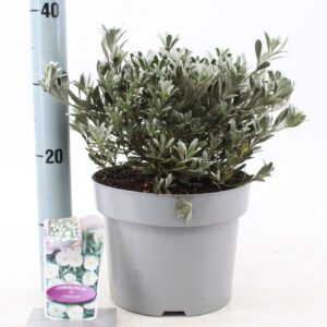 Convolvulus cneorum Convolvulus cneorum
(1 Plants/Order)(23cmP 25cmH)