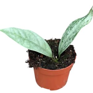 Hoya Hoya Coriacea Silver
(4 Plants/Order)(10.5cmP 15cmH)