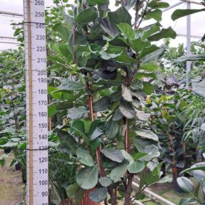 Ficus lyrata Ficus Lyrata busch 300
(1 Plants/Order)(45cmP 300cmH)