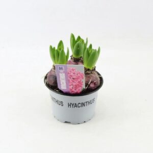 Hyacinthus Pink Pearl Hyacinthus Pink Pearl
(10 Plants/Order)(12cmP 15cmH)