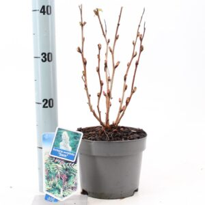 sorbifolia Sem Sorbaria sorb. 'Sem' PBR
(1 Plants/Order)(17cmP 35cmH)