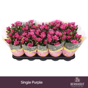 Chrysanthemum Jackson Purple
(10 Plants/Order)(12cmP 26cmH)