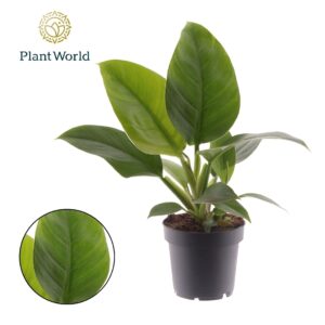 Philodendron Imperial Green Philodendron Imperial Green
(14 Plants/Order)(12cmP 40cmH)
