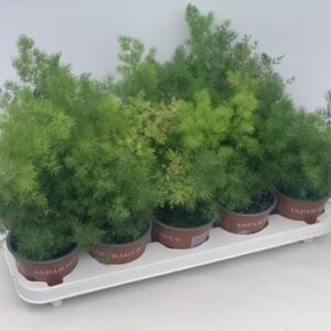 Asparagus umbellatus Asparagus Umbellatus
(10 Plants/Order)(12cmP 35cmH)