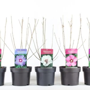 Hibiscus syriacus Hibiscus syr. mix P19/C3
(1 Plants/Order)(19cmP 55cmH)