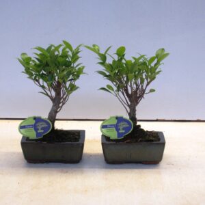 Bonsai dwergvorm loofhout Ficus retusa, 15cm., broom, without drip tray
(10 Plants/Order)(15cmP 25cmH)