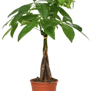 Pachira aquatica Pachira Aquatica 14 cm
(8 Plants/Order)(14cmP 50cmH)