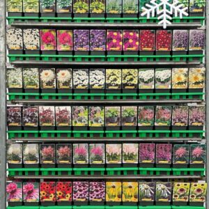 Vaste plants mixkar Extra Winterhard vaste plants mix CC P11
(10 Plants/Order)(11cmP 25cmH)