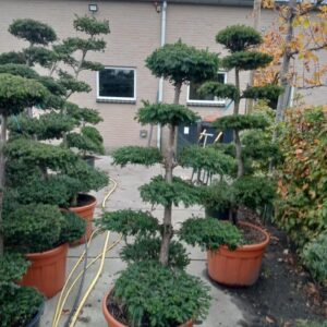 Taxus baccata Taxus baccata --bonsai 170 cm
(1 Plants/Order)(60cmP 170cmH)
