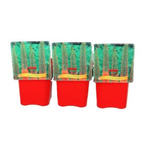 Eremurus Eremurus 'Rumba' C5
(1 Plants/Order)(21cmP 35cmH)