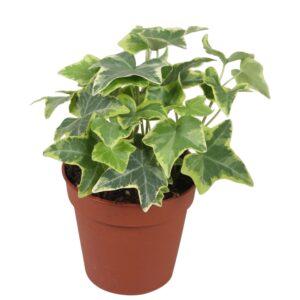 Hedera Goldchild Hedera helix Gold Child
(18 Plants/Order)(9cmP 10cmH)