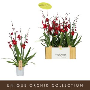 Cambria Nelly Isler Nelly Isler Red Velvet 3 spike
(6 Plants/Order)(12cmP 60cmH)