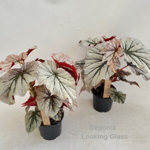 Begonia Looking Glass 14cm
(6 Plants/Order)(14cmP 40cmH)