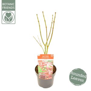 Acer palmatum Acer palm. 'Starfish' ® PREMIUM
(5 Plants/Order)(19cmP 70cmH)