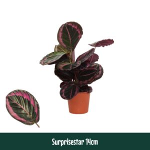 Calathea Surprisestar Calathea 14cm Surprisestar - Living
(10 Plants/Order)(14cmP 45cmH)