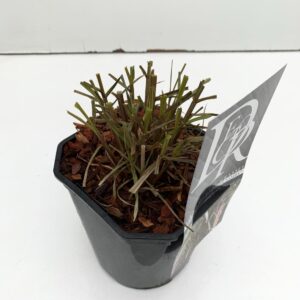 Pennisetum Pennisetum 'Summer Samba'
(6 Plants/Order)(17cmP 40cmH)