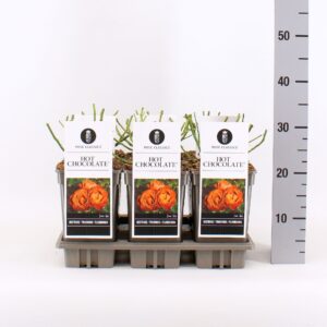 Rosa Rosa (F) Hot Chocolate ®, C3
(6 Plants/Order)(17cmP 20cmH)