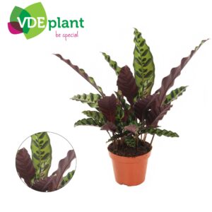 Calathea lancifolia Calathea Insignis 12cm
(10 Plants/Order)(12cmP 30cmH)